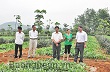 Cây cao su về với bản ta 